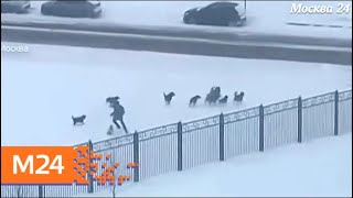 В Солнцеве на мужчину напала стая бродячих собак В Солнцеве на мужчину напала стая бродячих собак