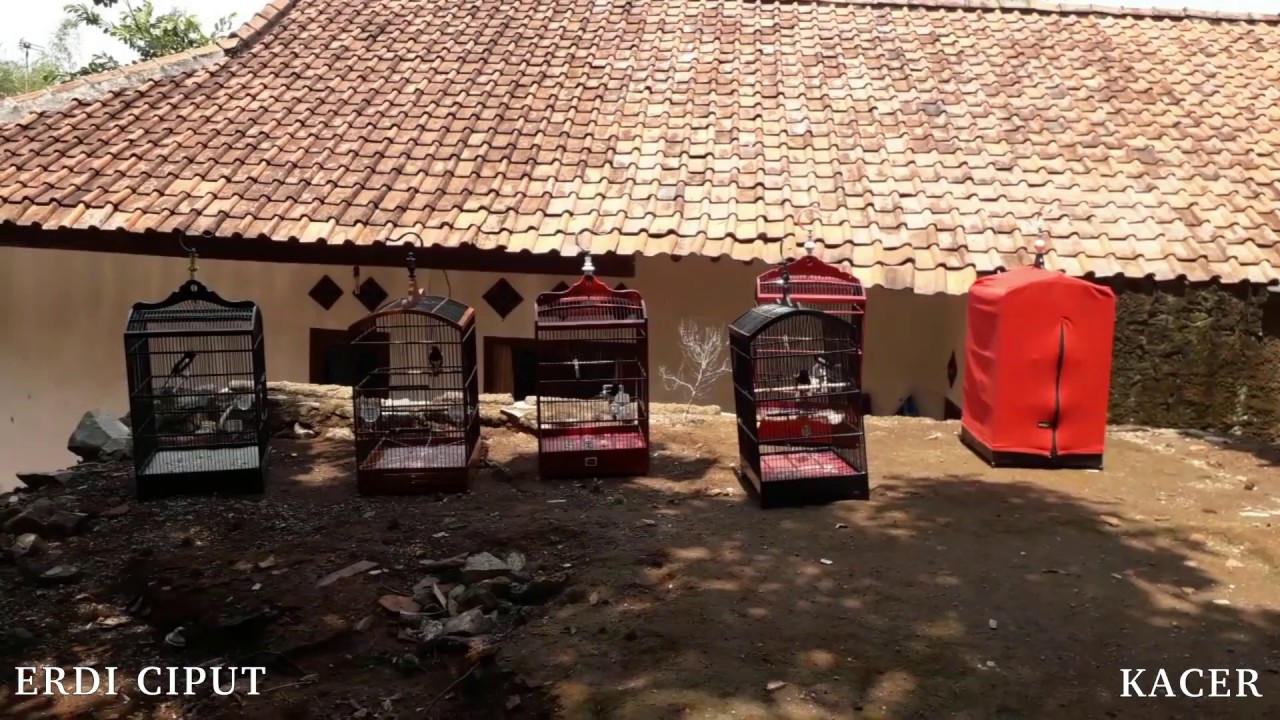 #burung #burungkacer Suara burung kacer siang hari 