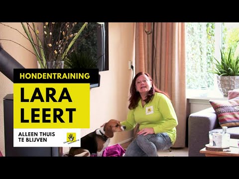 Video: Hoe Leer Je Je Hond Om Alleen Thuis Te Blijven?