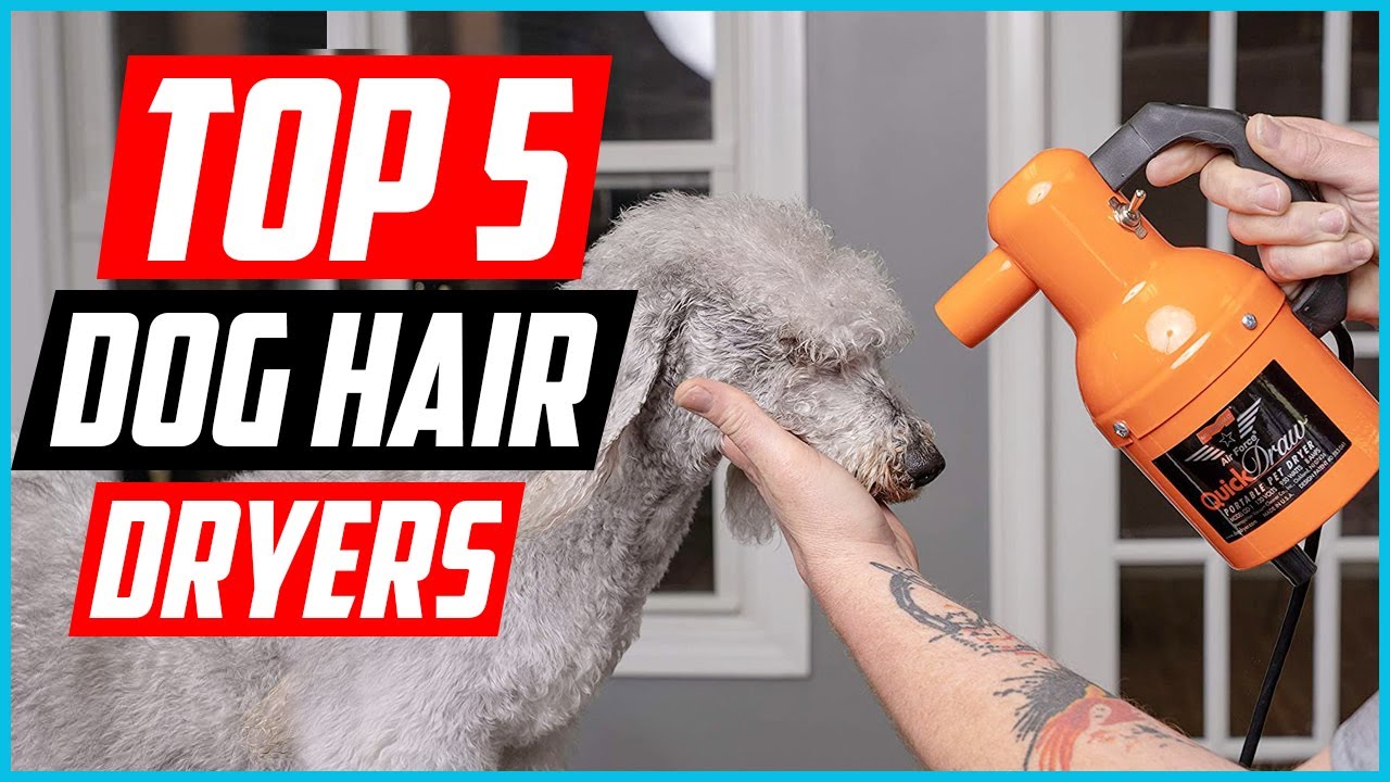 Top 5 Best Dog Hair Dryers in 2024 YouTube