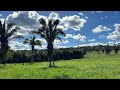 COMPRE / SÍTIO ALEGRIA 80.82HA / MONTE FORMOSO MG