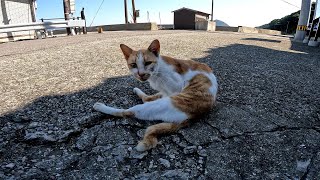 Grooming in the shade on hot days [Cat Island] [Sayagi Island] by Cat pillow ねこまくら 121 views 5 days ago 1 minute, 49 seconds