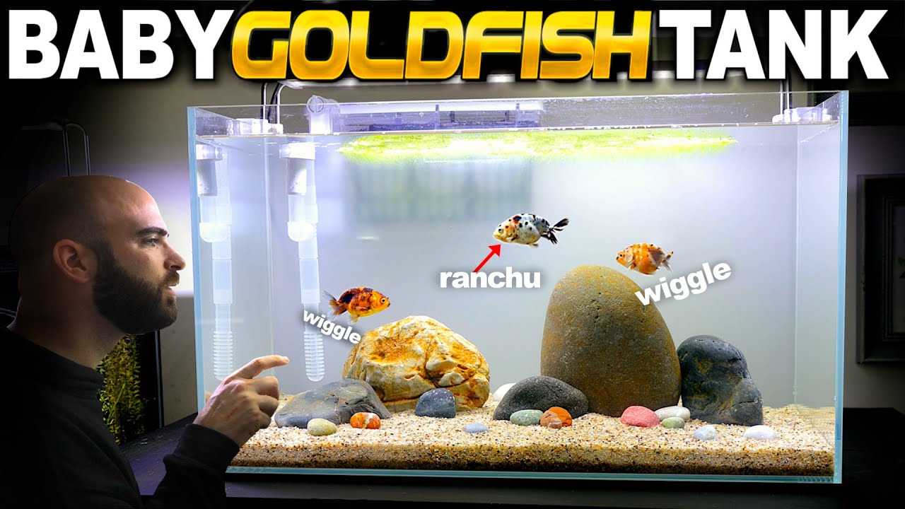 I made a BABY RANCHU goldfish aquarium (wiggle bum fish!) 