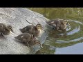 【カルガモ家族日記-2・ヒナ1羽死亡・13の悲運】5/29~5/30 (Grey Duck Family Diary - Mother Killed a Baby・Unfortunate13)