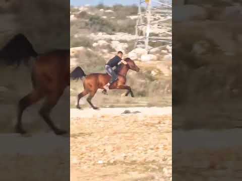 فارس عنيد وقلبه حديد