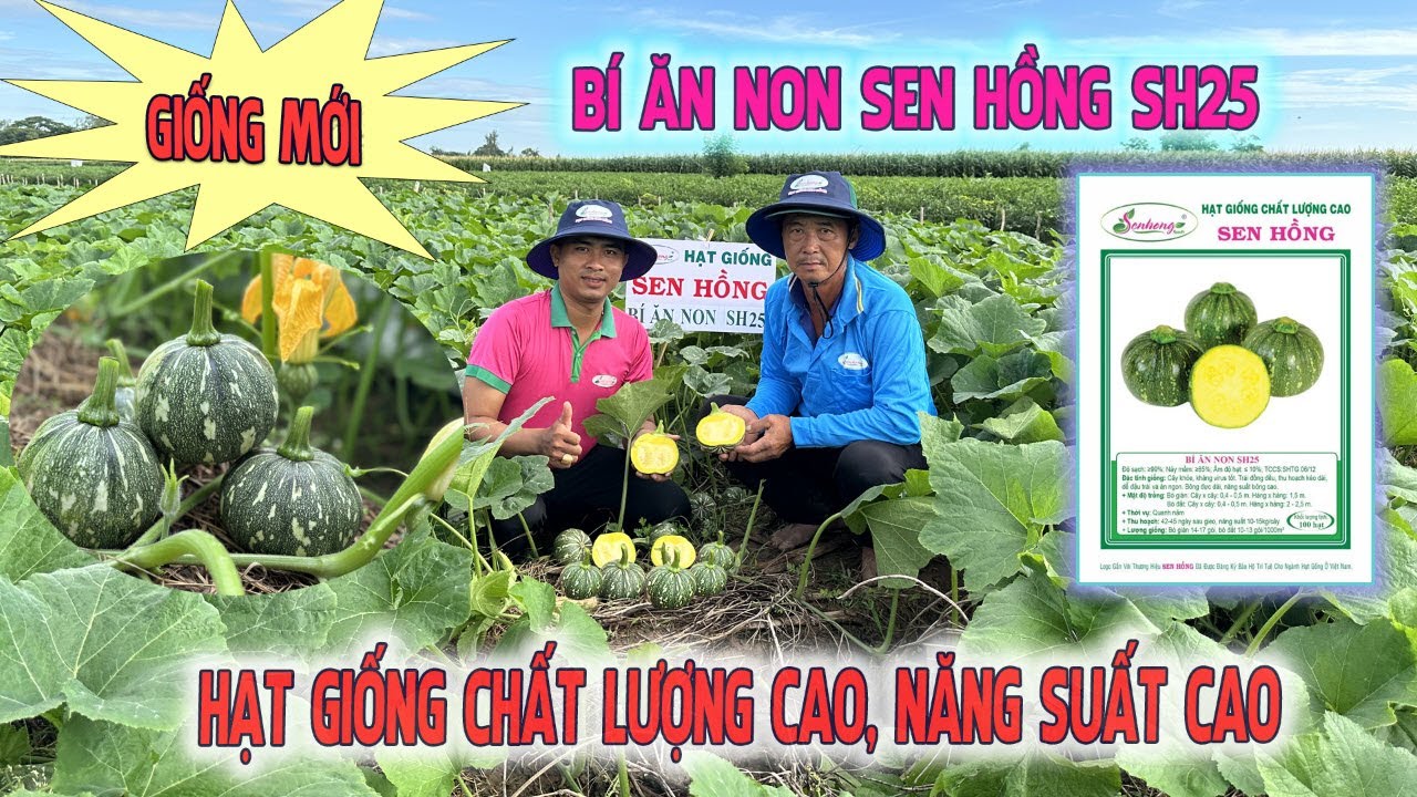 GIỐNG MỚI BÍ ĂN NON SEN HỒNG SH25 TRỒNG VÀO MÙA MƯA Ở TÂN CHÂU AN GIANG