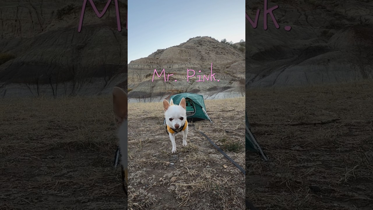 Chihuahua survives an invasion. #chihuahua #dog#comedyshort