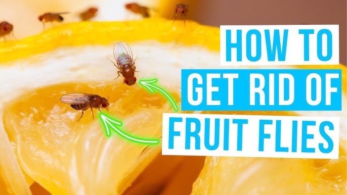 How to GET RID of GNATS & FRUIT FLYS - 6 Tips 