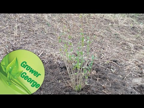 Protect pomegranate tree for winter