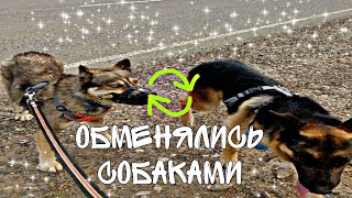 Обменялись собаками *погулял со джеком*