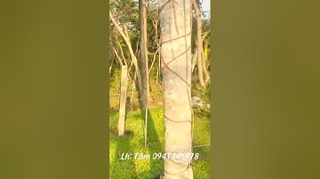 Nhà vườn đẹp như tranh vẽ ở cần đước, long an. Tổng diện tích 3450m2 chỉ có 16 tỏi