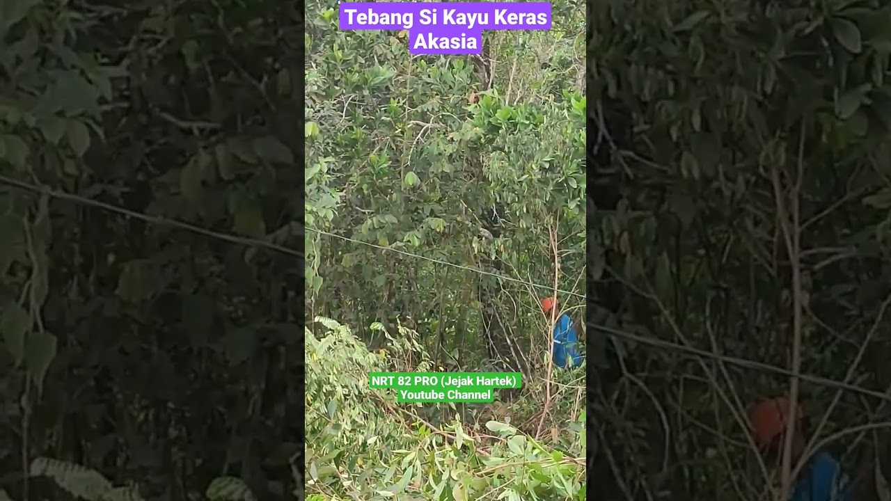 Tebang Poho Akasia Tua 