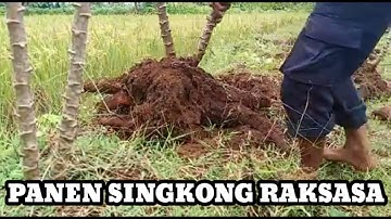 PANEN SINGKONG UMUR 1 TAHUN SEGEDE GINI 😱