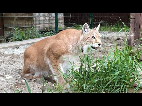 Видео: Разлика между Lynx и Bobcat