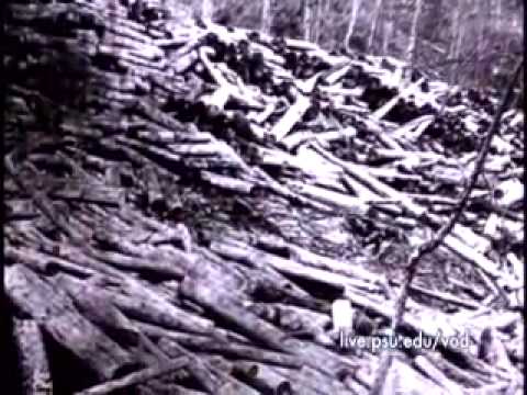 Pennsylvania Forest History