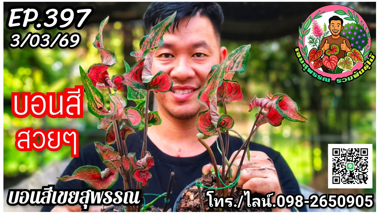 🪅คลิปใหม่🪅บอนสีเขยสุพรรณ🪅จำหน่ายบอนสีราคาถูก🪅