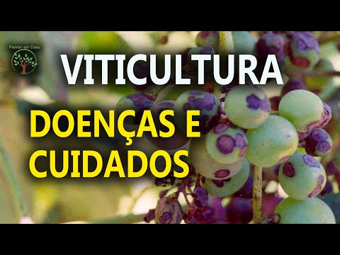 Vídeo: Mancha Preta De Uvas