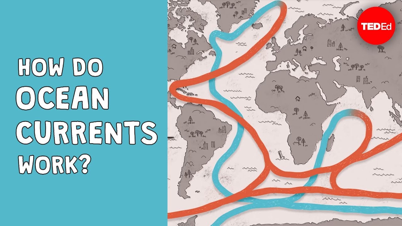 How Do Currents Affect Dolphins?