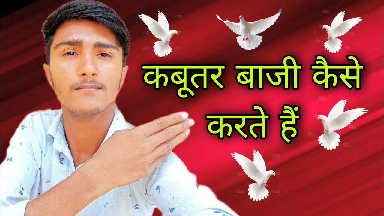 Kabootar Bazi Kaise Karte Hai YouTube kabootar-bazi-kaise-karte-hai-youtube