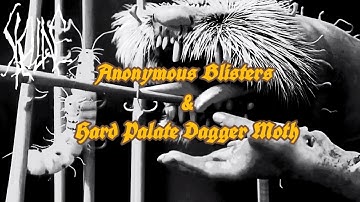 STELLAE - Anonymous Blisters/Hard Palate Dagger Moth 