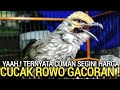 GAWAT ! HARGA CUCAK ROWO GACOR DI PASAR BURUNG PRAMUKA KINI SEMAKIN ISTIMEWA