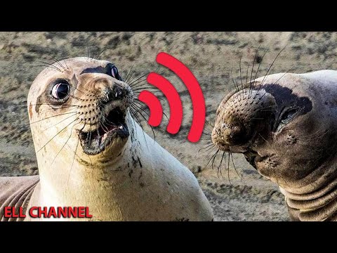 10 უცნაური ხმა რომელსაც ცხოველები გამოსცემენ