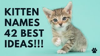 😻 Kitten Names - 42 TOP & BEST 💚 Ideas For Girl ✔️ Boy ✔️