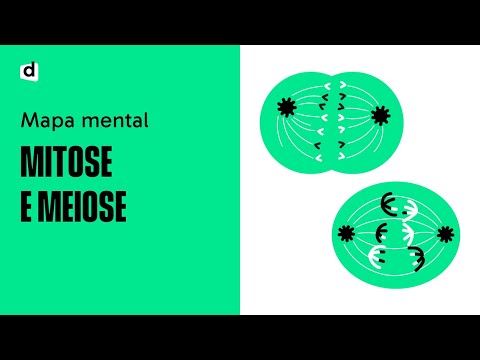 MITOSE E MEIOSE | Divisão Celular | Quer que desenhe