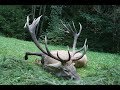 Red stag hunting in Romania 5, Chasse au cerf en Roumanie 5, Rotwildjagd in Rumänien 5