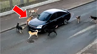 A Group of Dogs Kept Barking at a Stationary Car – Polices Inspected It and Heard a Strange Noise!