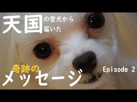 【天国からのメッセージ②】6歳で天国へ旅立った愛犬マルチーズのさくらちゃんから届いた奇跡のメッセージEpisode2~ペットロスを乗り越え新しい家族を迎える~