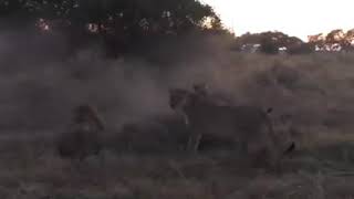 Tik Tok Kopek Vidyolari