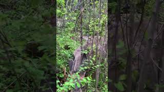 Glacier National Park  Huge deer