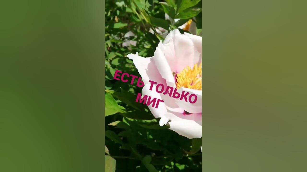 МОМЕНТО Мори 136 - YouTube