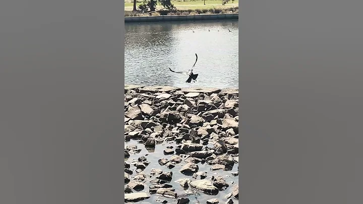 Big Bird in Flight & Landing on Stones in the Lake#birds #currawong #shorts #watch #share #subscribe - DayDayNews