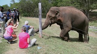 Wild Elephants Are Used To Coming To The Main Road To Get Food From Drivers | Elephant | Wildlife.