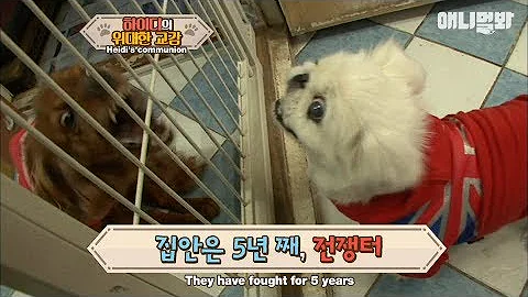 These two dogs have been fighting everyday for fiv...