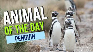Penguin - Animal Of The Day Educational Animal Videos For Homeschoolers, Children, And Teachers