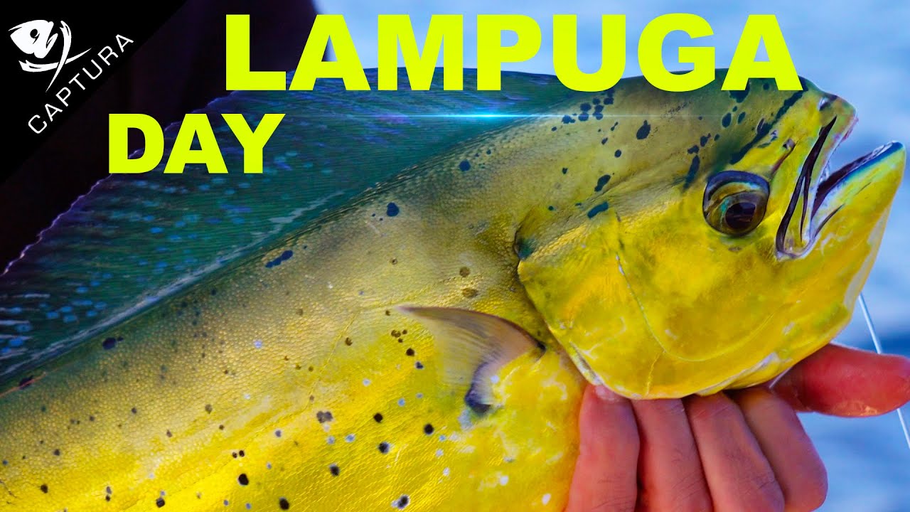 Traina d'altura: Lampuga Day con aguglia finale
