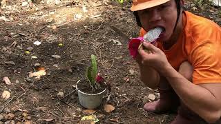 How to grow dragon fruit from dragon fruit quickly for harvest | Hai Green Farm