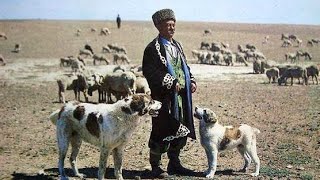 алабай - это чабанская собака! Туркменский Волкодав Turkmen Alabay Central Asian Dogs Alabai