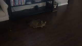 A squatty loaf wagging her tail but deciding not to jump out by SelenaTheTabby 79 views 3 months ago 12 seconds