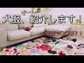 【ゆる動画】多頭飼いの犬服紹介！暇つぶしに見てね♪　トイプードルのTaruto&Rasuku