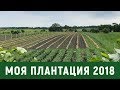 Мое поле голубики , первый урожай смородины 2018