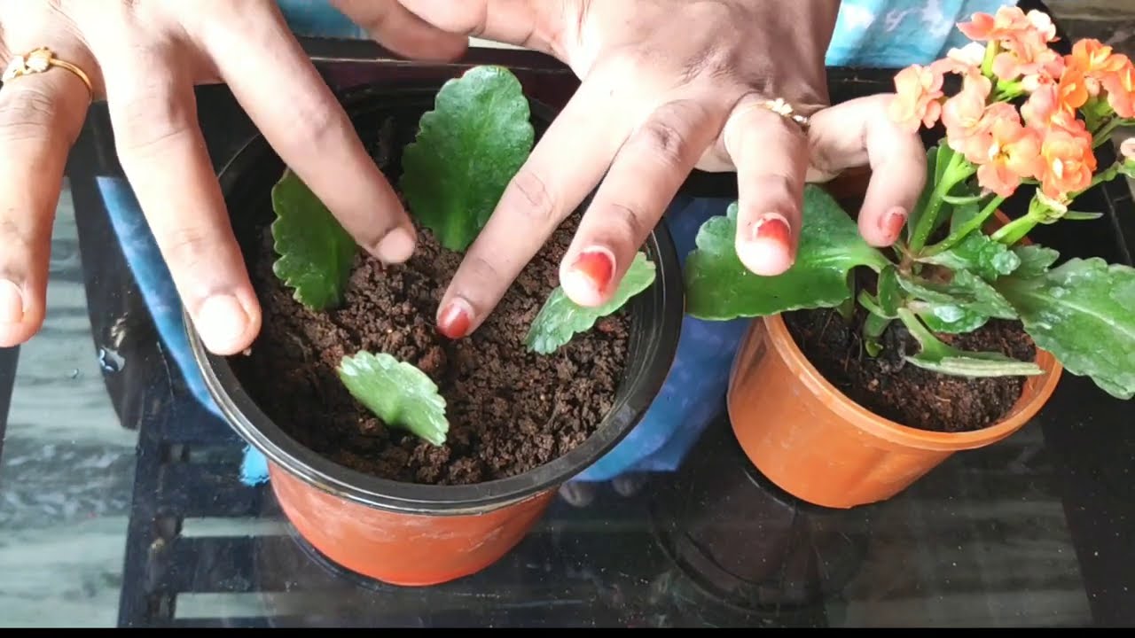 Kalanchoe Plant Care & Propogation 