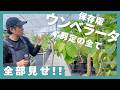 【2026年版】全部見せ!ウンベラータの剪定 総集編