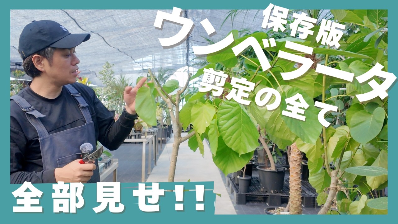 2026 Edition] Everything You Need to Know! Ficus umbellata Pruning