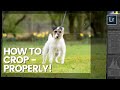 HOW TO USE THE CROP TOOL in Lightroom - Episode 1 - Terrier Dog Photo Editing Series