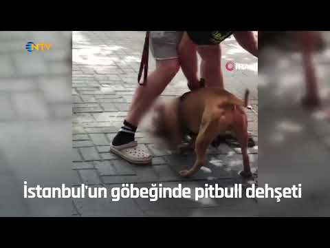 İstanbul'un göbeğinde pitbull dehşeti