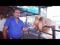 पाथर्डी | बोअर शेळी विक्रीची 100 % हमी ! माहिती व मुलाखत | how to Success Goat Farming Maharashtra